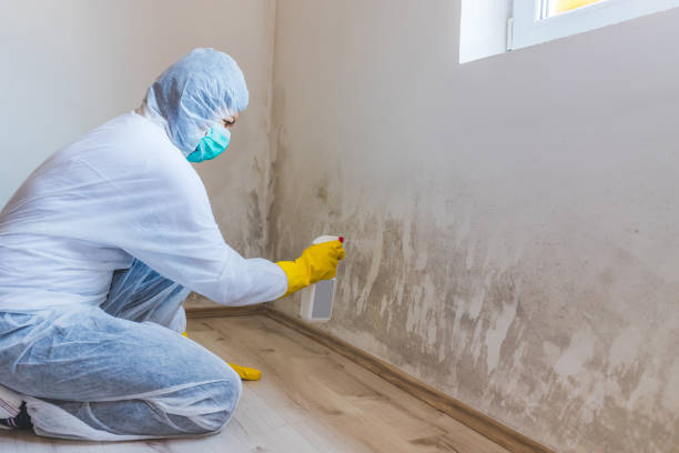 Licensed Black Mold Remediation service in Fort Belvoir, VA - 24 Hour Mold Removal
