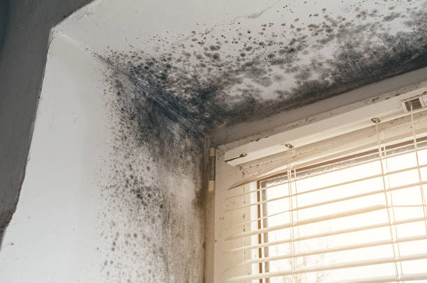 Affordable Black Mold Remediation solutions in Fort Belvoir, VA