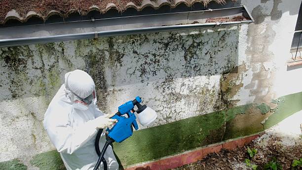 Top rated local Black Mold Remediation specialists in Fort Belvoir, VA